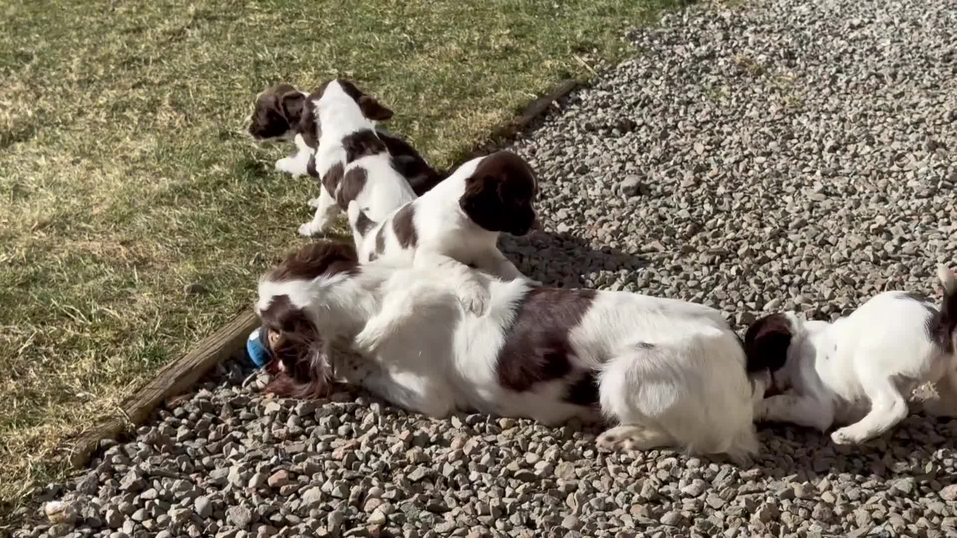 English Springer Spaniel dogs for sale: Last handsome springer spaniel puppy - Video 1