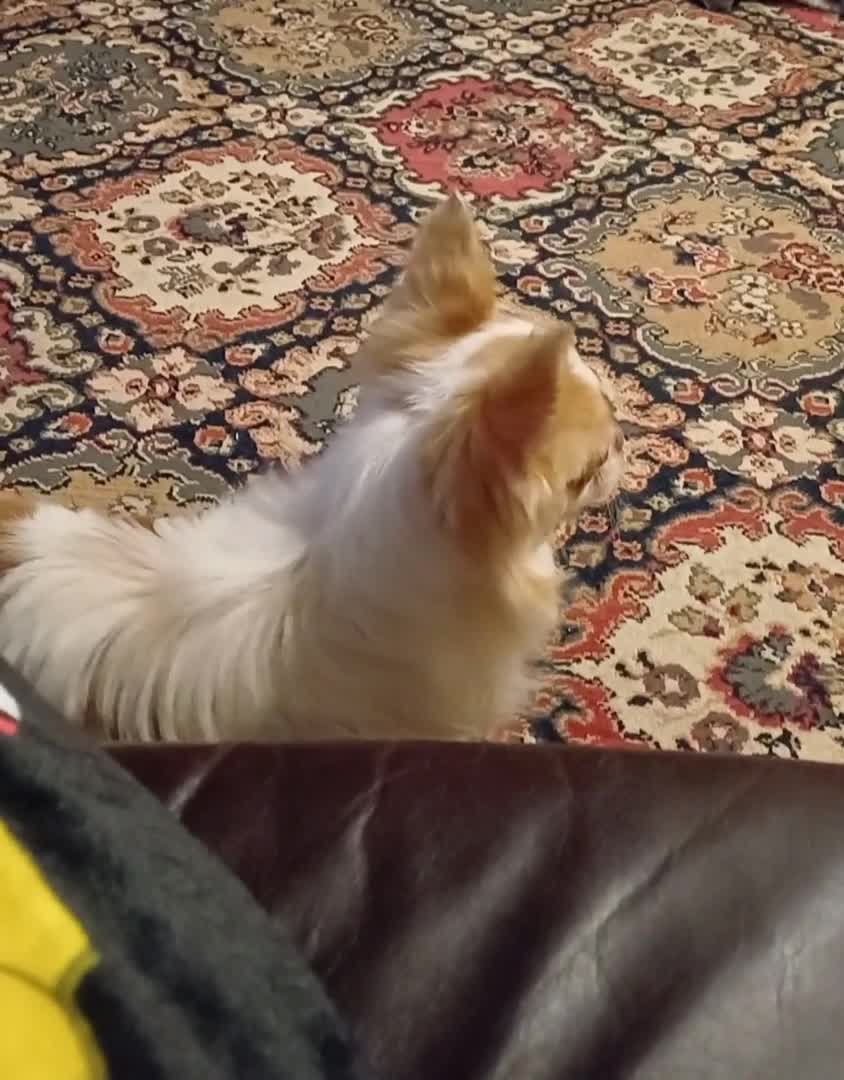 Chihuahua dogs for stud: Kc long haired chihuahua stud  in Wisbech - Video 1