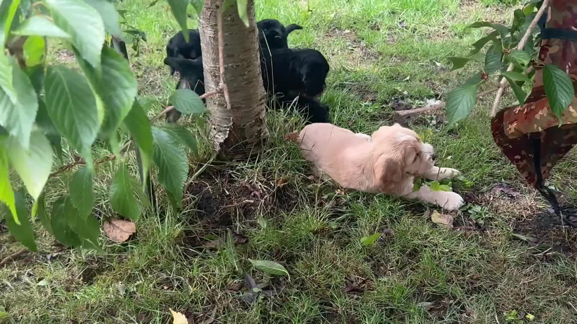 Cocker Spaniel dogs for sale: Cocker spaniel puppies in Ibstock - Video 1