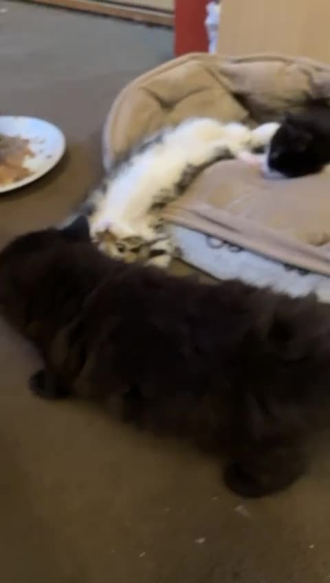Turkish Angora cats for sale: 2 gorgeous playful kittens left  🐾 ❤ - Video 1
