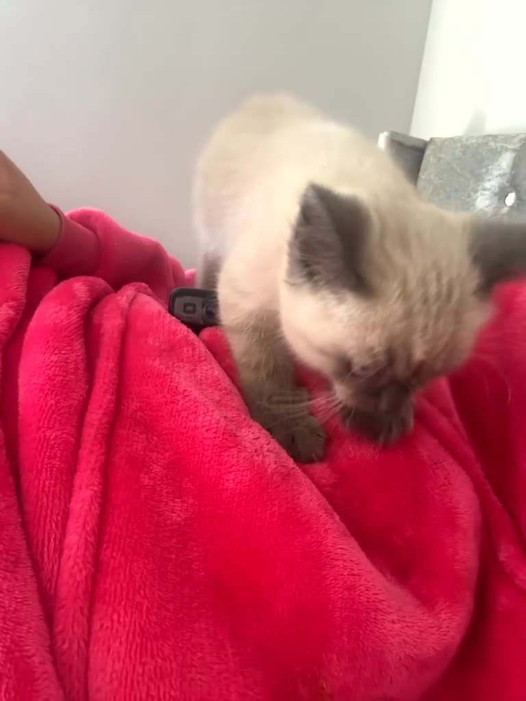 Ragdoll cats for sale: Beautiful Ragdoll Kitten in London - Video 1