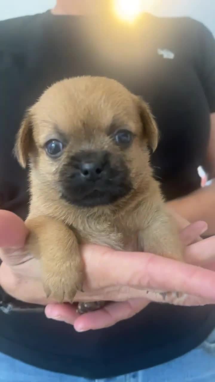Mixed Breed dogs for sale: Last one little boy SHIHchi baby left ❤️ - Video 1