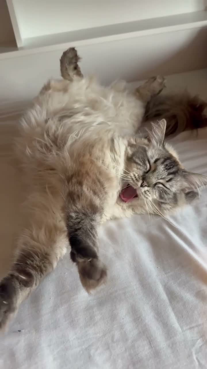 Ragdoll cats for sale: A loving home for our sweet boy 🐾❤️ - Video 2