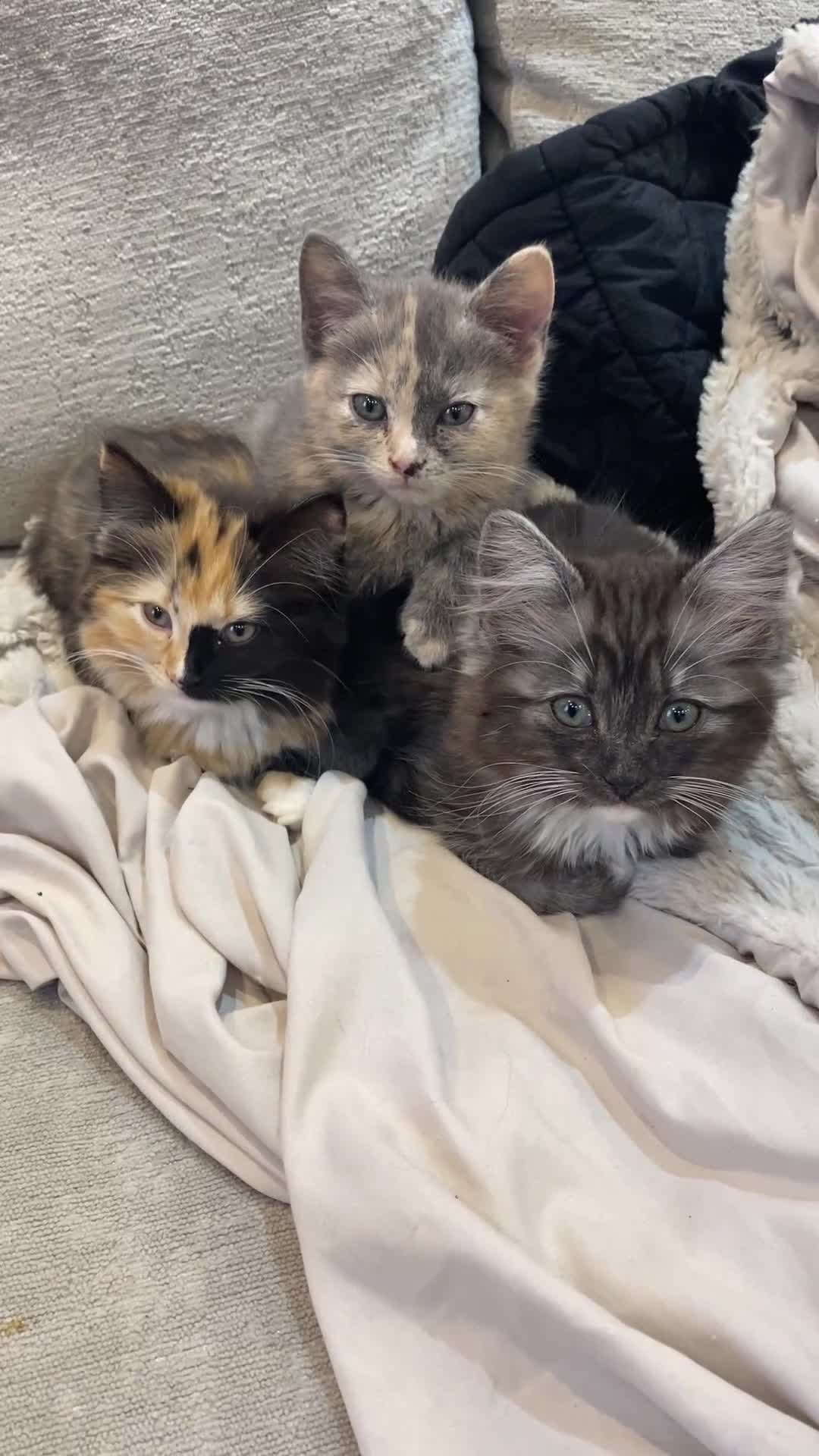 Mixed Breed cats for sale: 2 beautiful girl calico’s  - Video 1