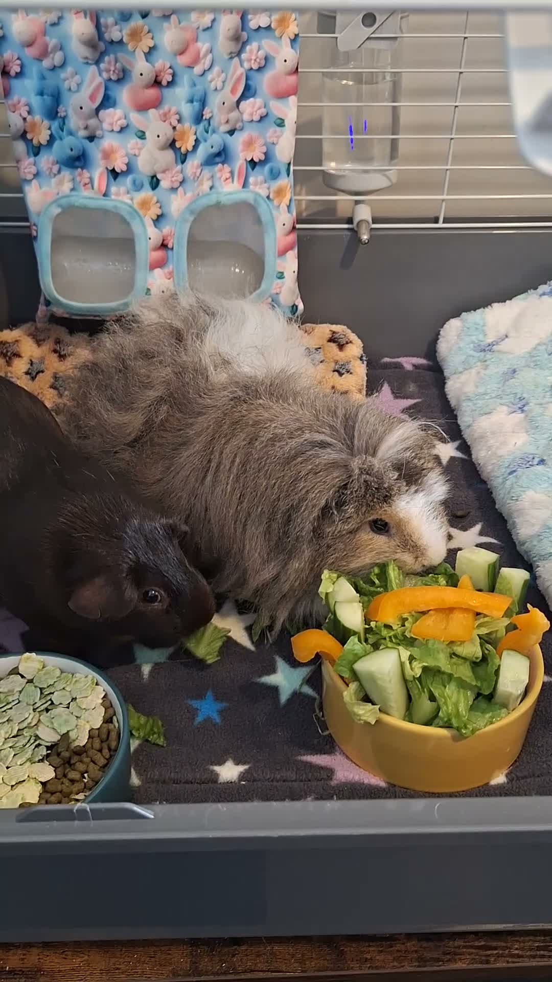 Guinea Pig rodents for sale: 1 Neutered Boy and 1 Girl Bonded Pair Guinea Pigs - Video 1