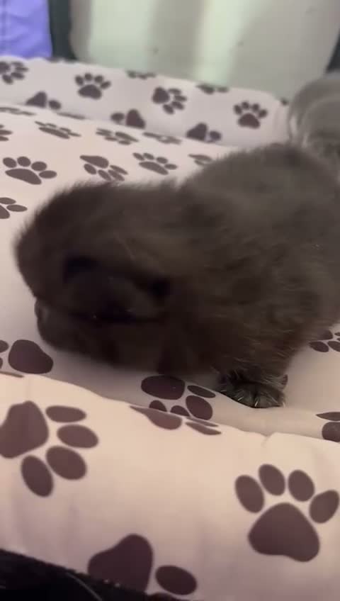 British Shorthair cats for sale: 😻 Beautiful Bsh Kittens  GCCF Registered 😻 - Video 1