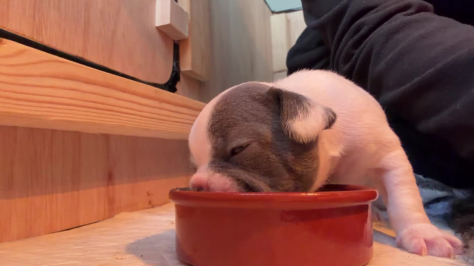 French Bulldog dogs for sale: KC registered French bulldog puppies  in Congleton - Video 2