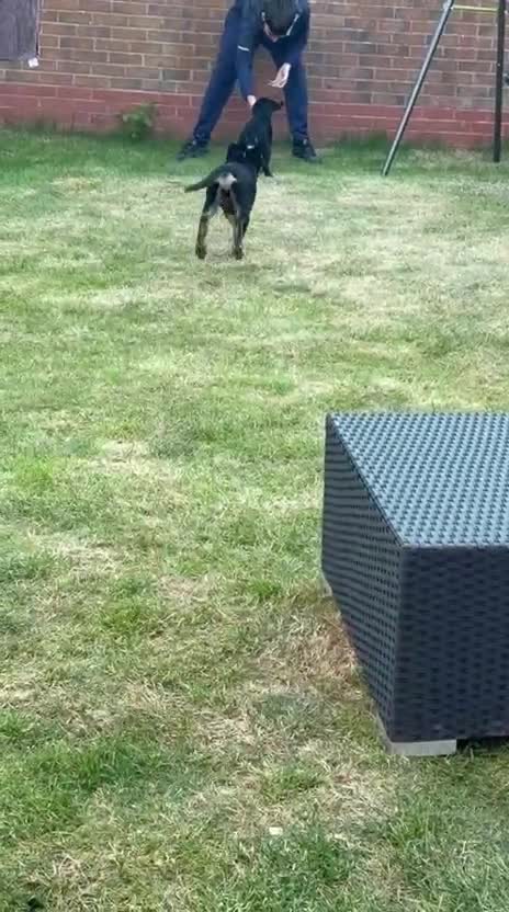 Rottweiler dogs for sale: Rottweiler puppies still available  - Video 1