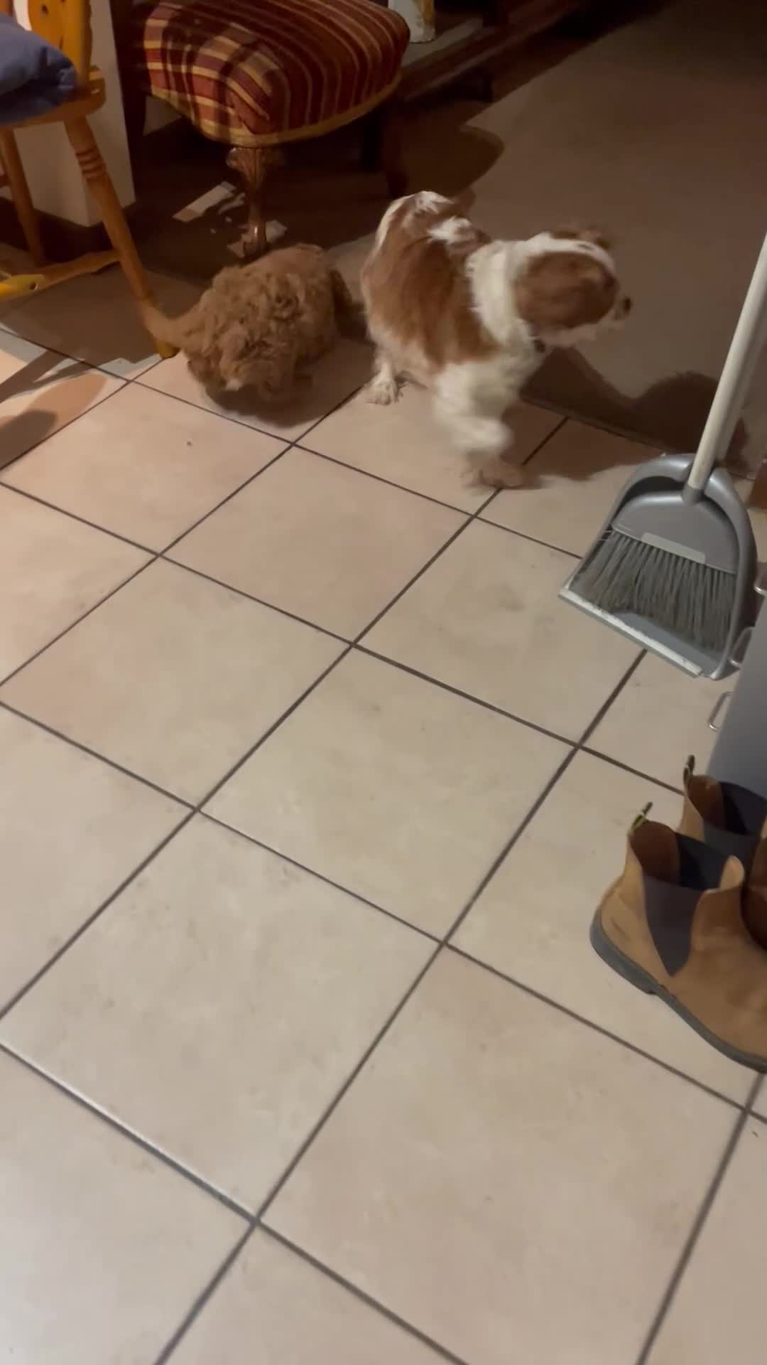 Cavapoo dogs for sale: Cavapoo girl  - Video 1