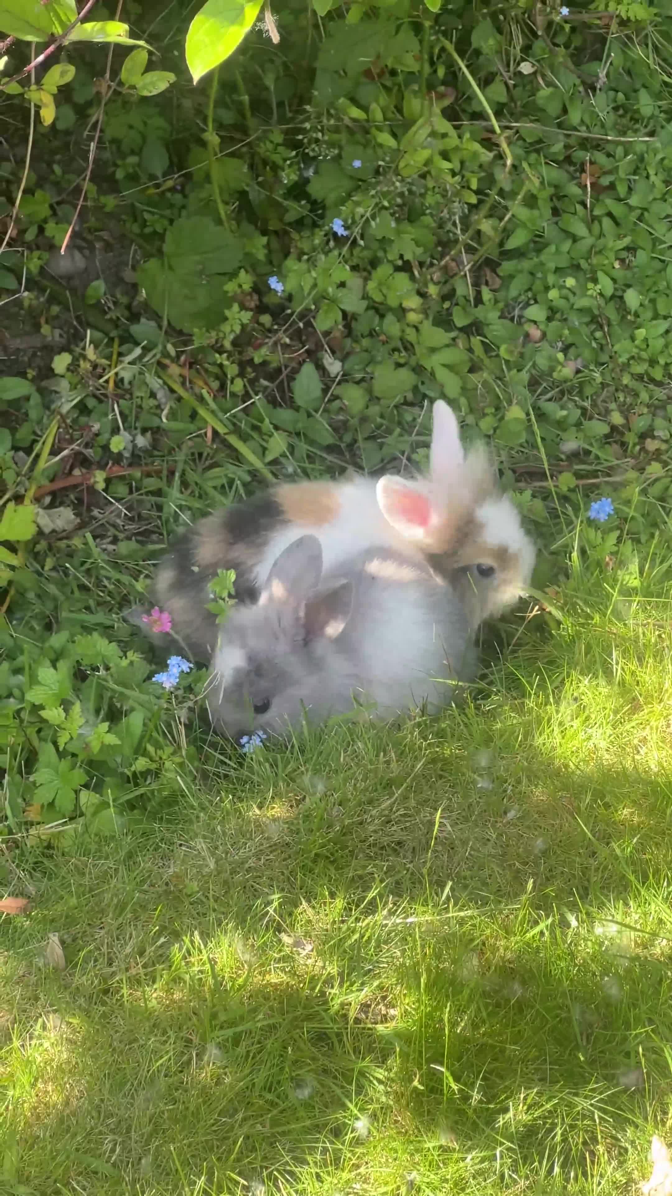 Mixed Breed rabbits for sale: New litter mixed breed - Video 1