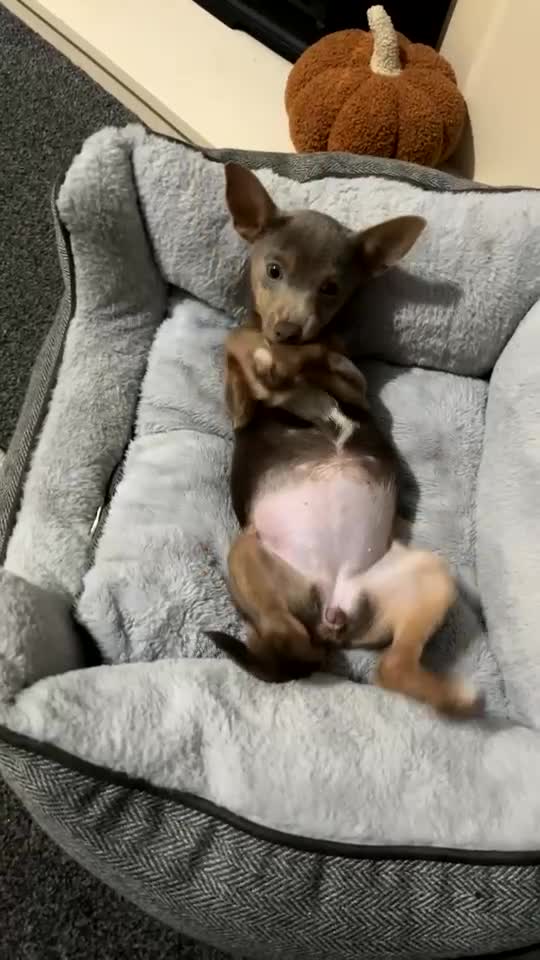 Jack Russell dogs for sale: Lilac and Tan Jack Russell - Video 2