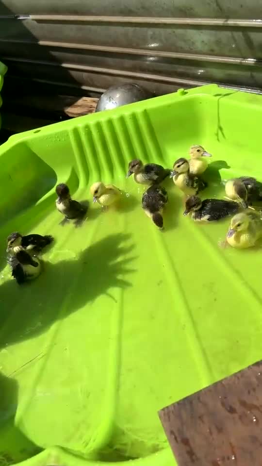Ducks poultry for sale: Muscovy ducklings  in Barnsley - Video 2