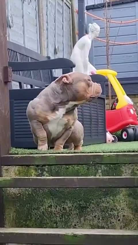American Bully dogs for sale: Female American Bully pocket for sale - Video 4