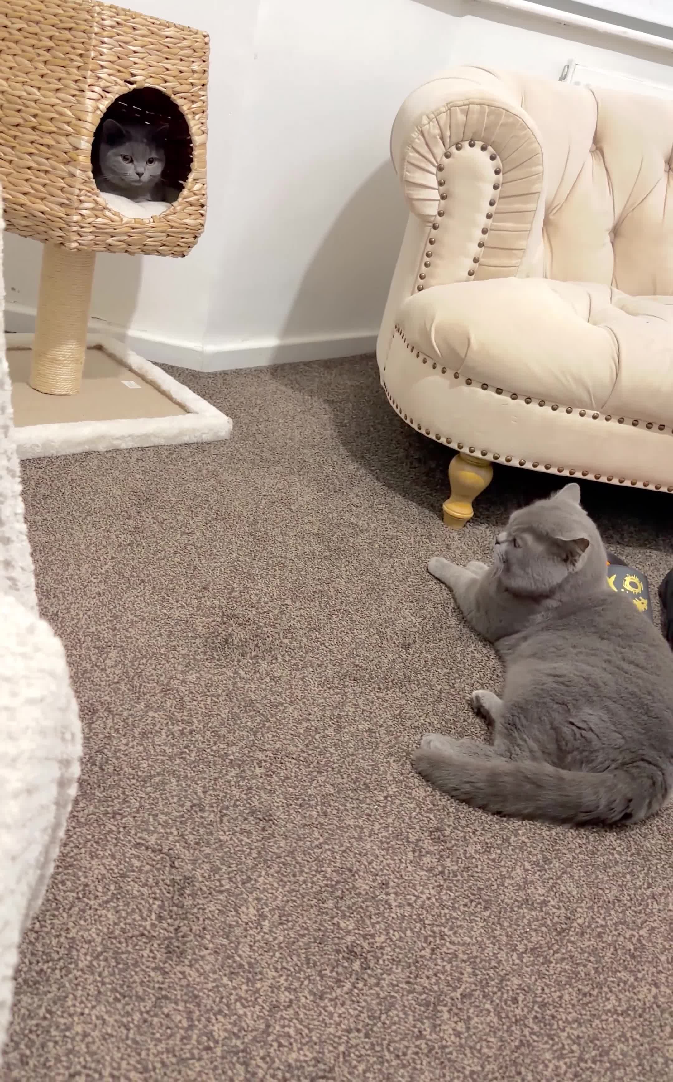 British Shorthair cats for sale: British Shorthair Male  in Rotherham - Video 2