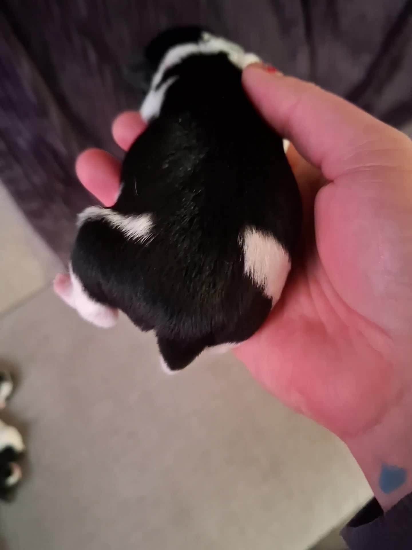 Mixed Breed dogs for sale: Male Lhasa Jack 11 weeks old - Video 1