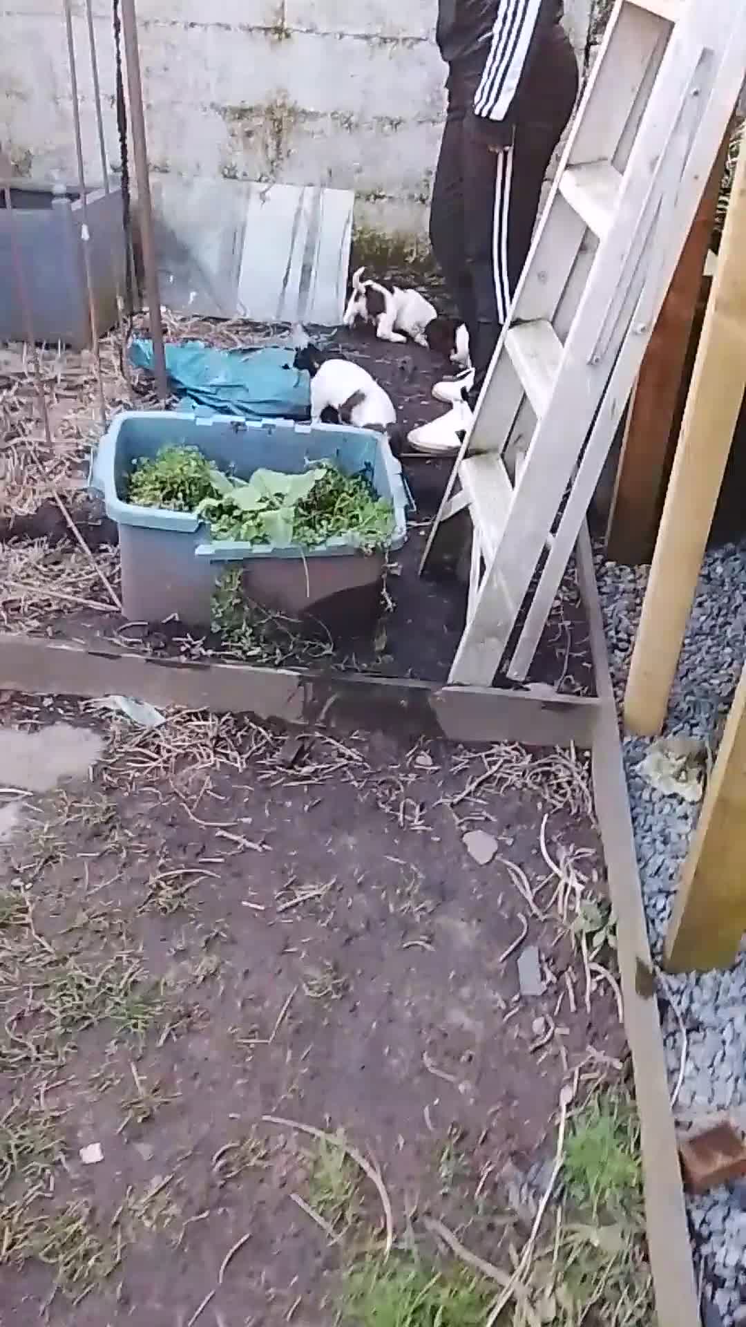 Sprocker dogs for sale: Sprocker spaniel puppies  - Video 2