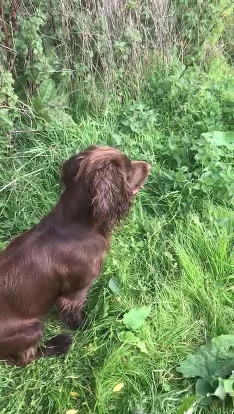 Cocker Spaniel dogs for stud: Fully health tested working cocker spaniel in Stockbridge - Video 1