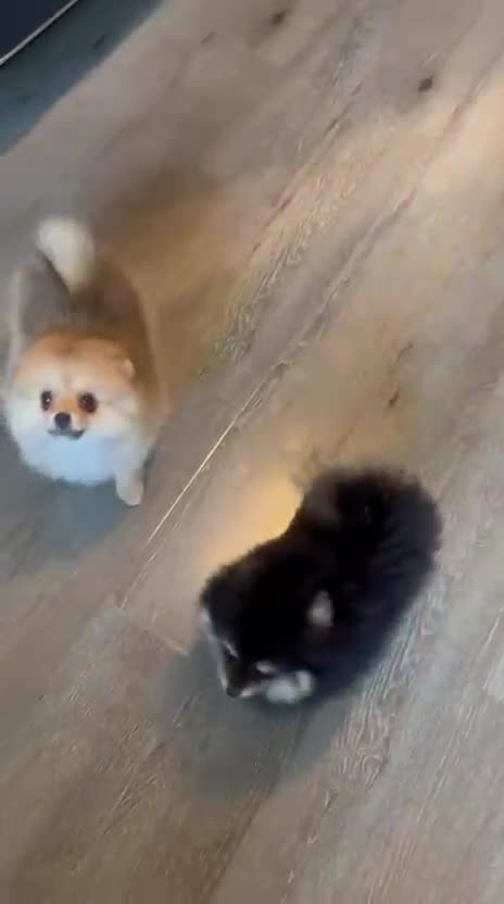 Pomeranian dogs for sale: Beautiful Pomeranian girls  - Video 3