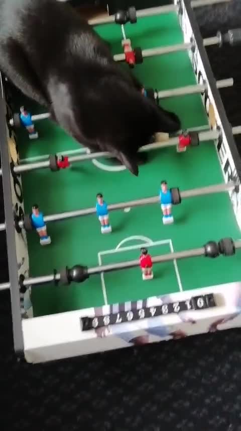 Mixed Breed cats for sale: Playful, Russian blue × British short hair  - Video 3
