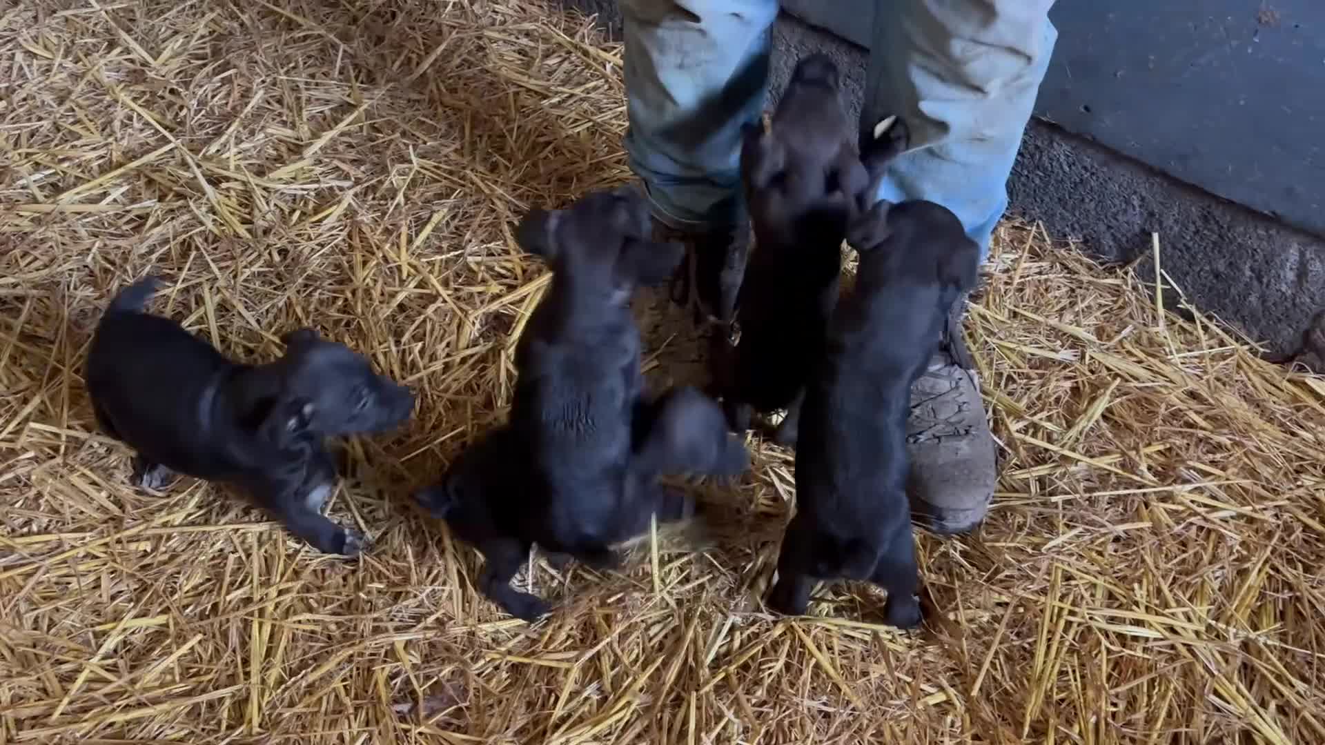 Patterdale Terrier dogs for sale: Gorgeous patterdale puppies - Video 1