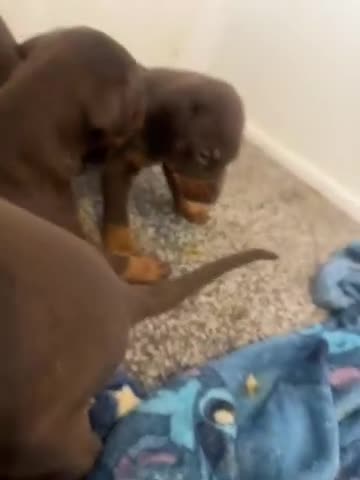 Dobermann dogs for sale: European American mix - Video 1