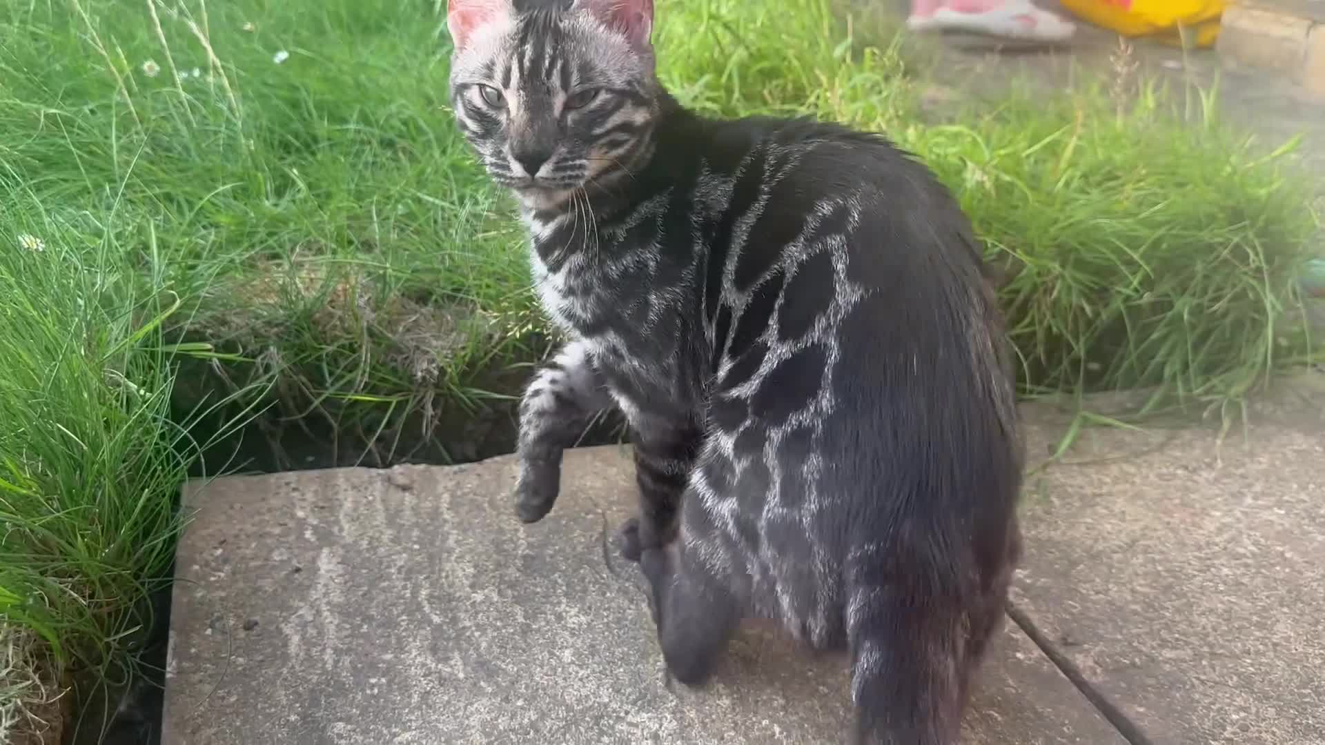 Bengal cats for sale: Well socialised bengal kittens - ready 21/12/25 - Video 3