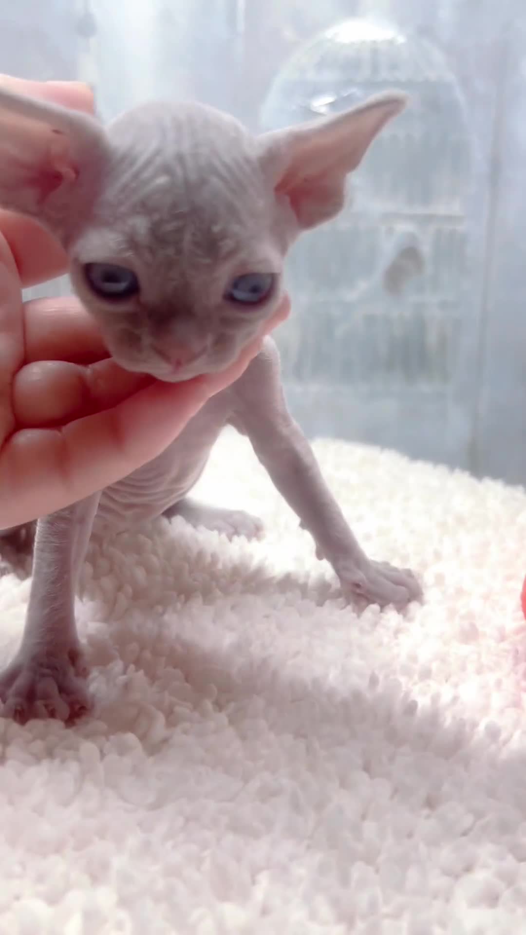 Devon Rex cats for sale: Last boy! Beautiful lilac kitten! ❤️ in Southampton - Video 1