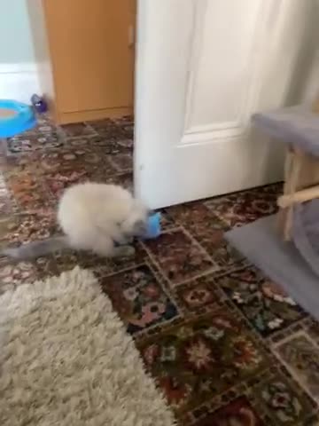 Ragdoll cats for sale: Gccf registered ragdoll kittens  in Bridlington - Video 1