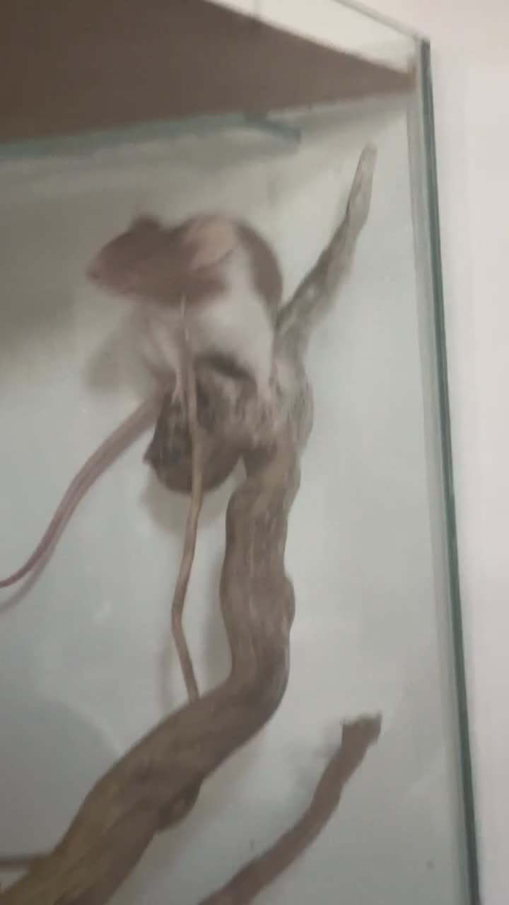 Mouse rodents for sale: bonded pair fancy mice (for free) - Video 1