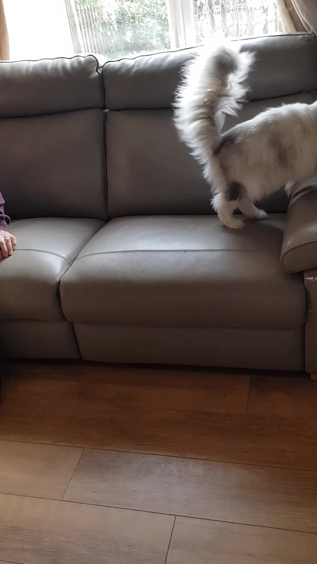 Maine Coon cats for sale: 2 stunning pure bread maine coon kittens  - Video 1