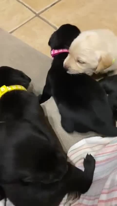 Labrador Retriever dogs for sale: Stunning Labrador Puppies - Video 3