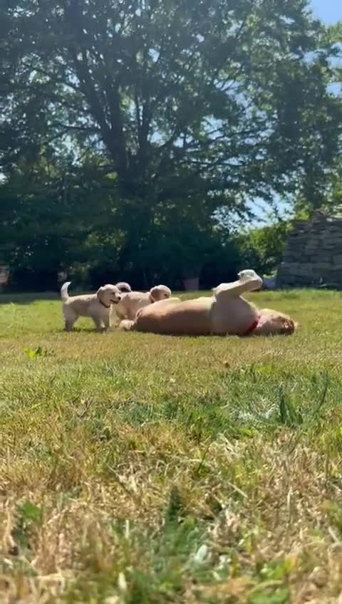 Golden Retriever dogs for sale: ⭐️Fantastic⭐️KC Reg Puppy⭐️Healthy Golden Ret - Video 4