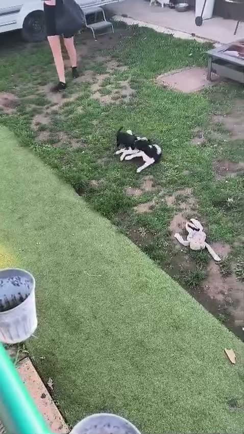 Jack Russell dogs for sale: 1 Year Old Jack Russell Girl - Video 1