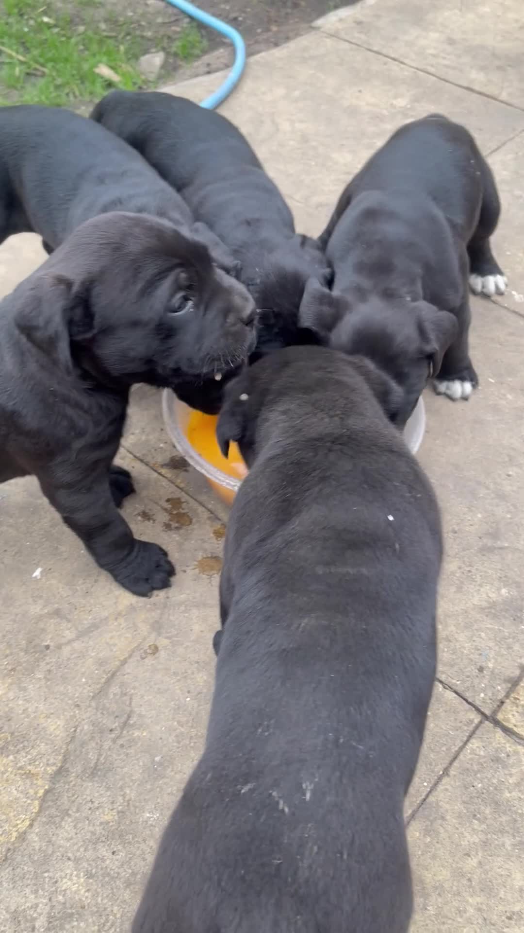 Cane Corso dogs for sale: CANE CORSO GUARDIAM ANGELS  in Enfield - Video 2