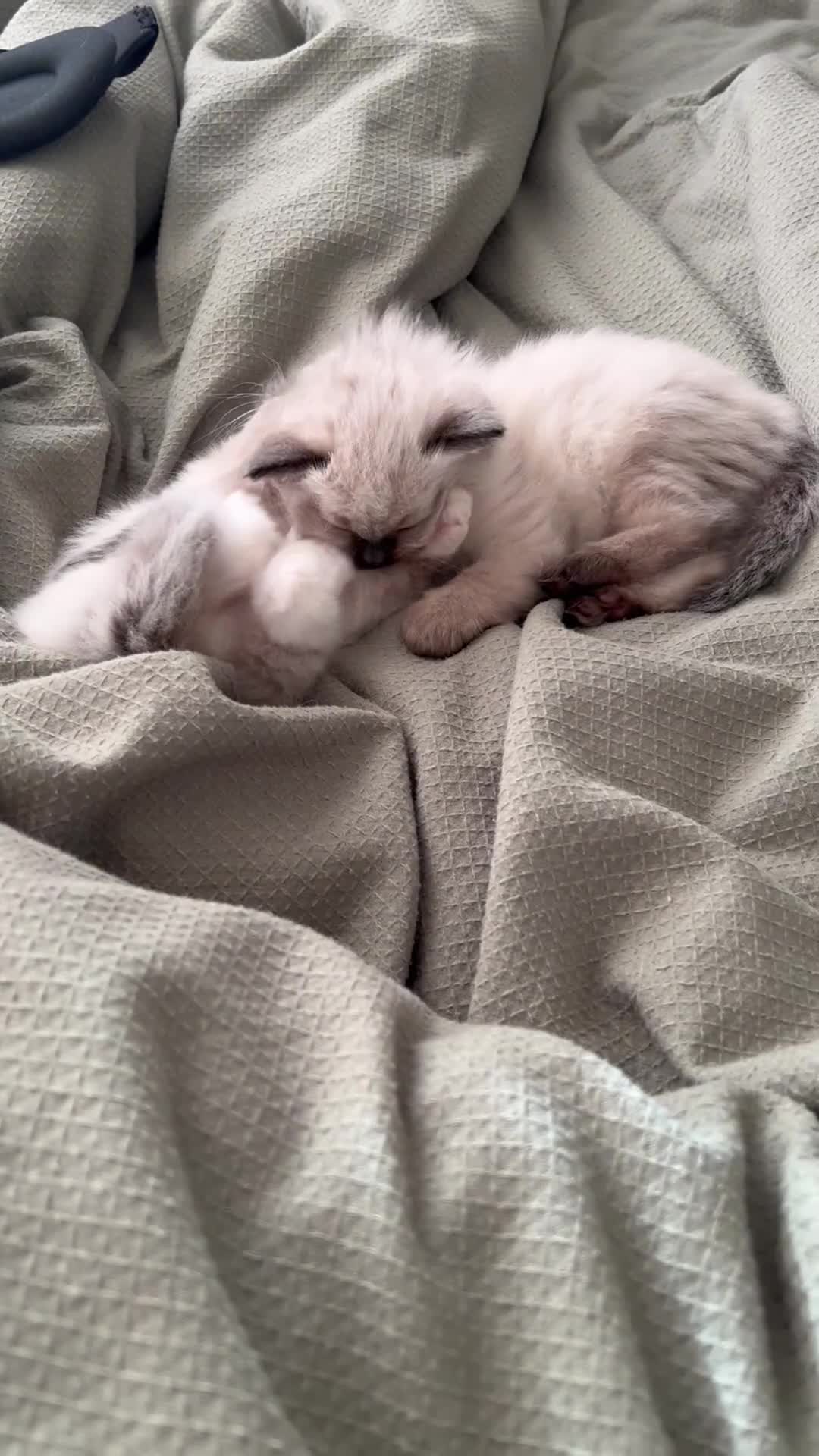 Ragdoll cats for sale: Fluffy Ragdoll Sisters - Video 1