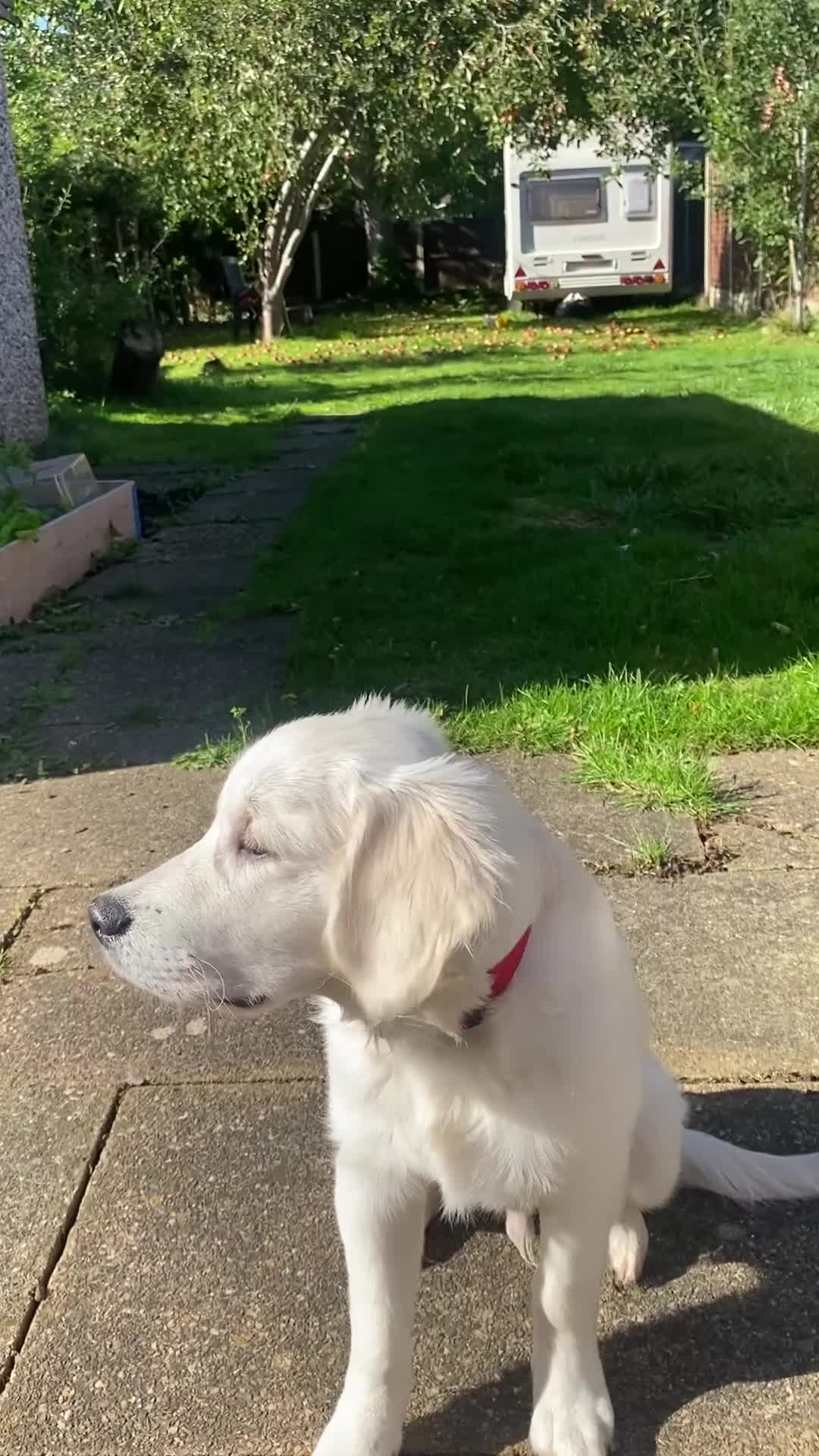 Golden Retriever dogs for sale: Rambo the retriever ❤️ - Video 1