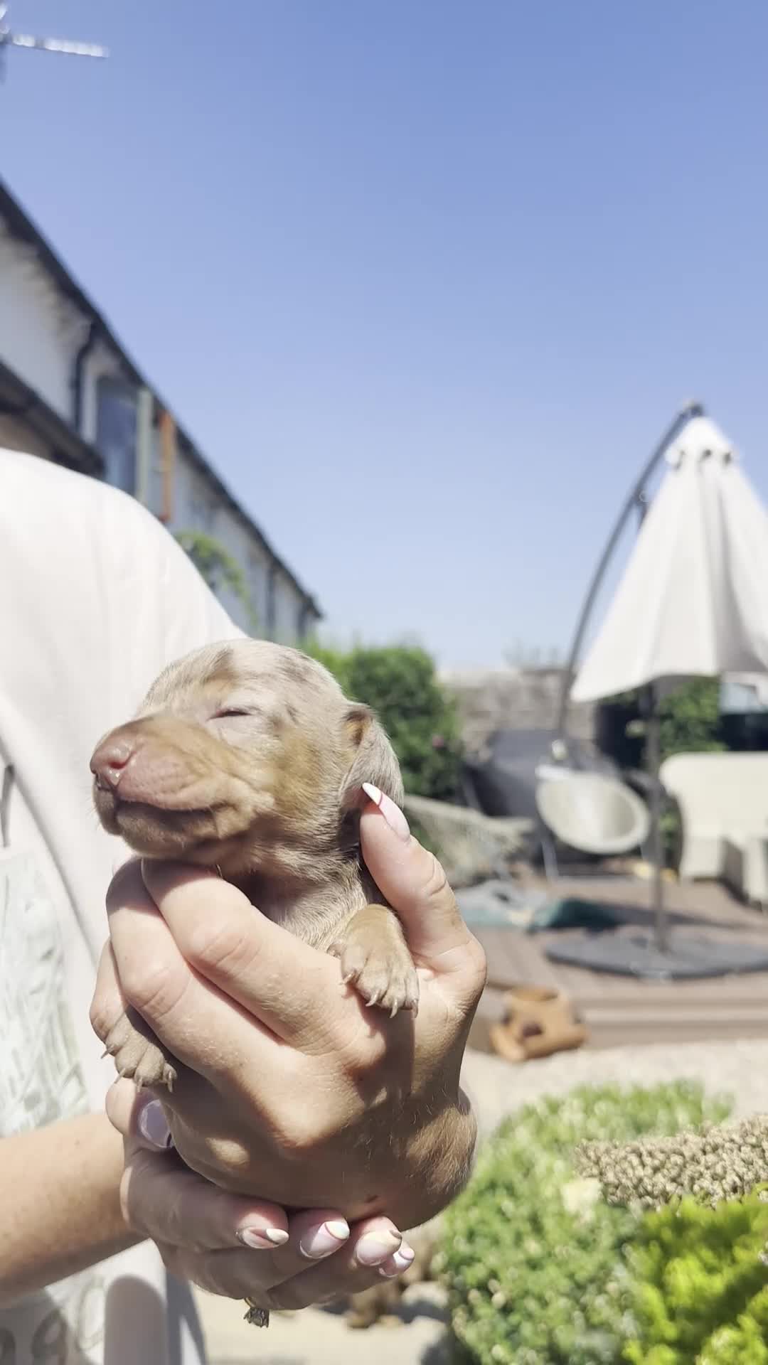 Miniature Dachshund dogs for sale: Beautiful KC homebred mini dachshunds  in Ashbourne - Video 2
