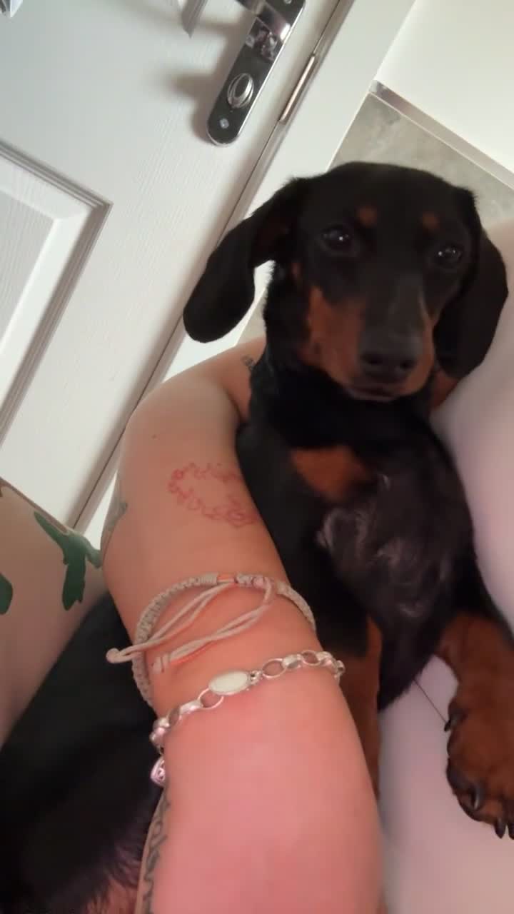 Miniature Dachshund dogs for stud: Miniature dachshund stud  - Video 2