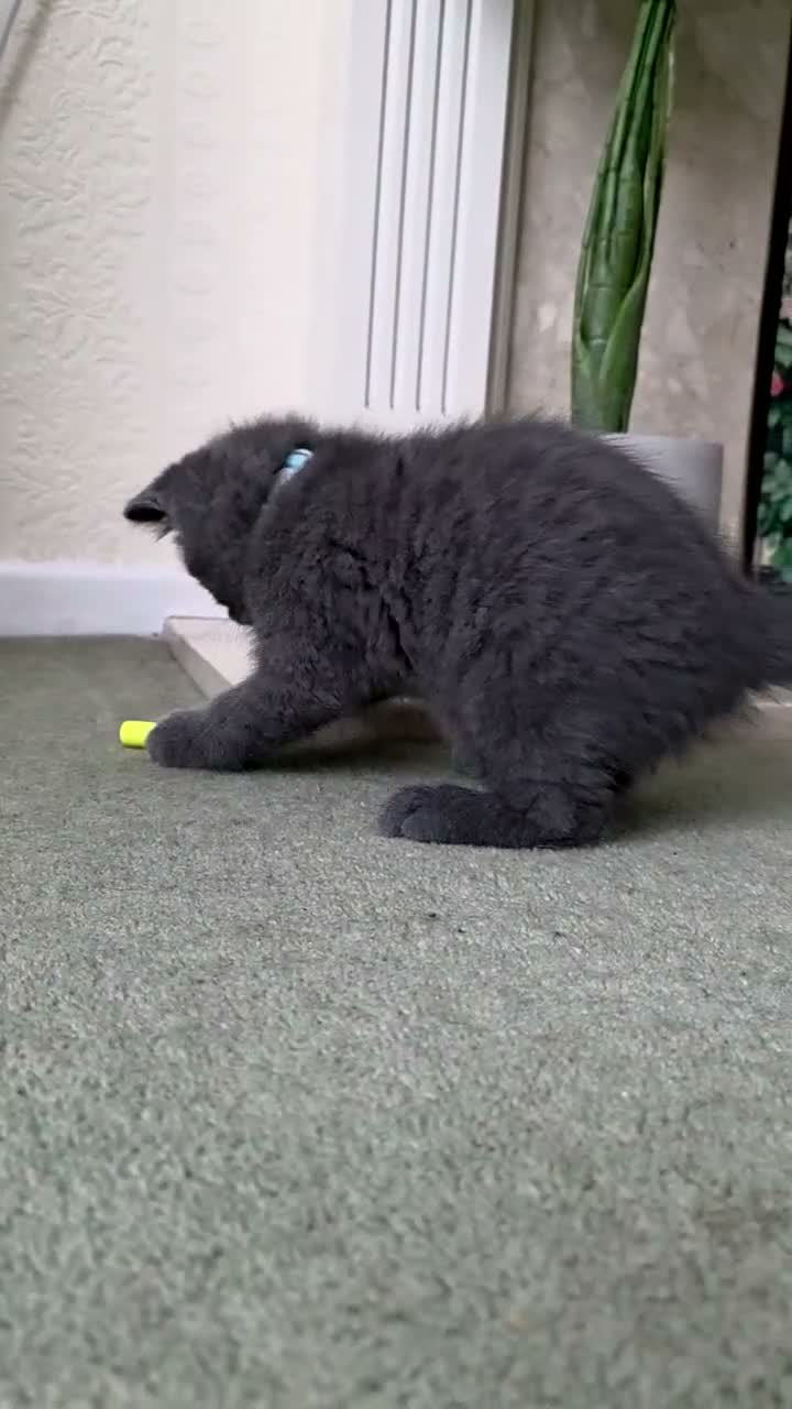 British Shorthair cats for sale: British shorthair kitten 💙💙💙 - Video 1