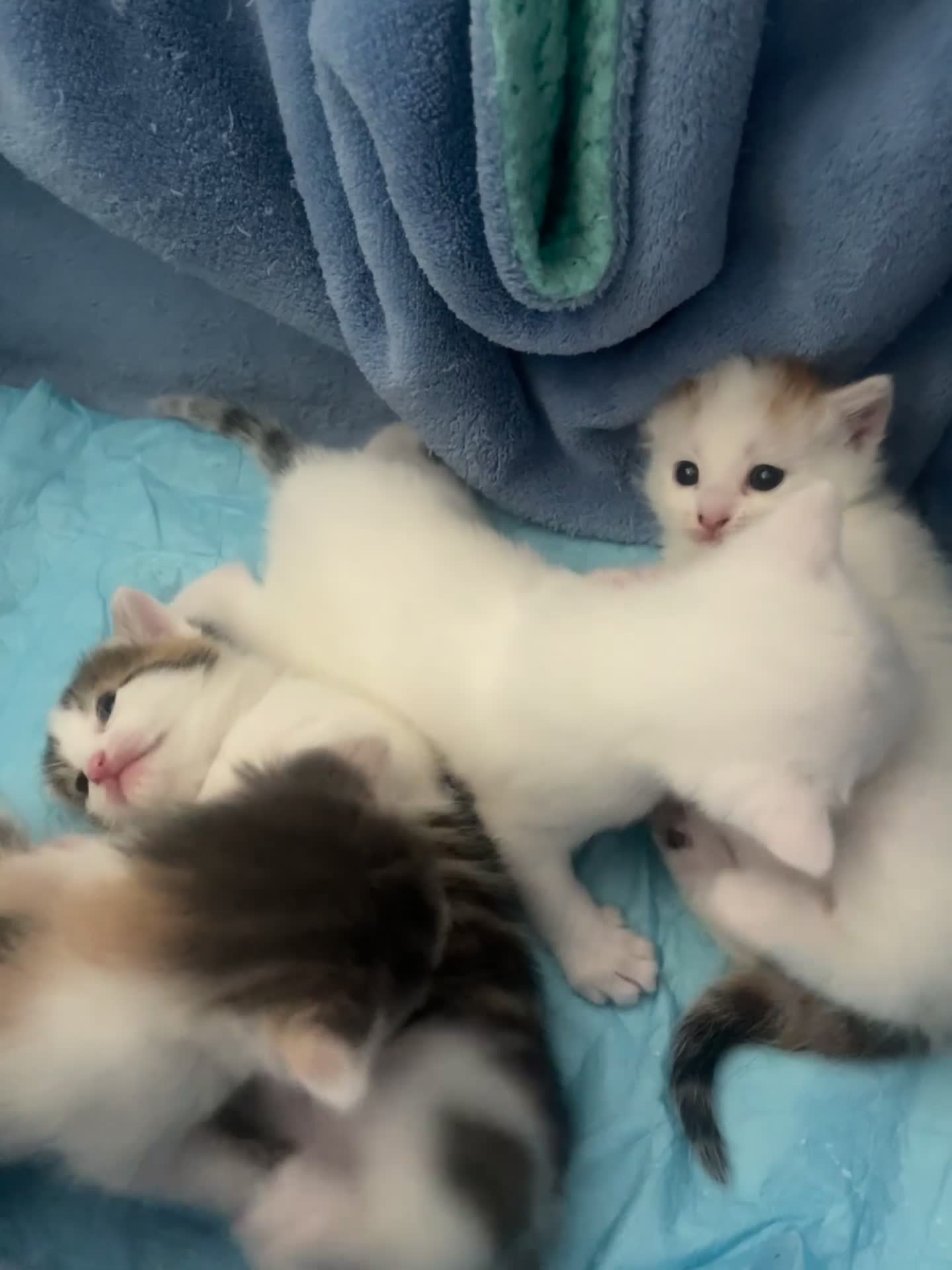 Asian cats for sale: Adorable Kittens Looking for Forever Homes 🐾 - Video 1