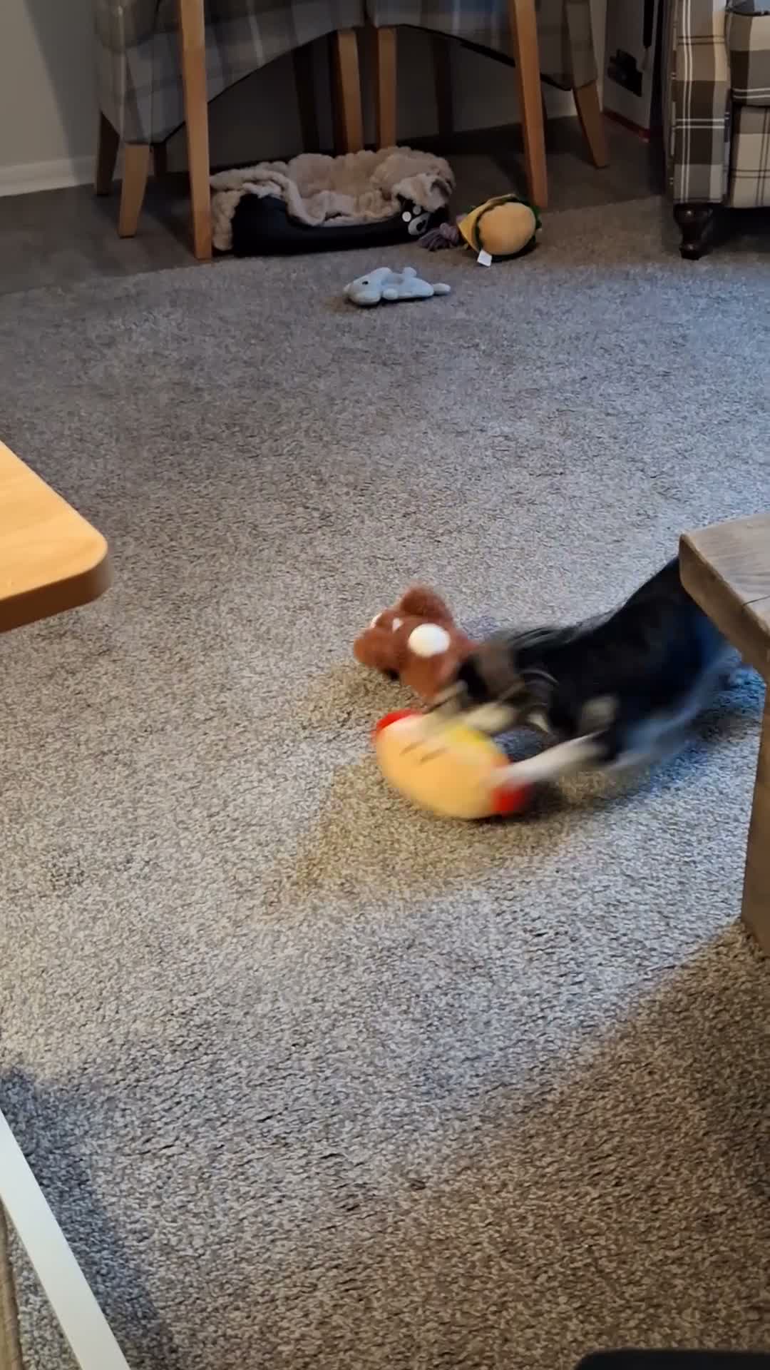 Chihuahua dogs for sale: Small Chihuahua - Video 1