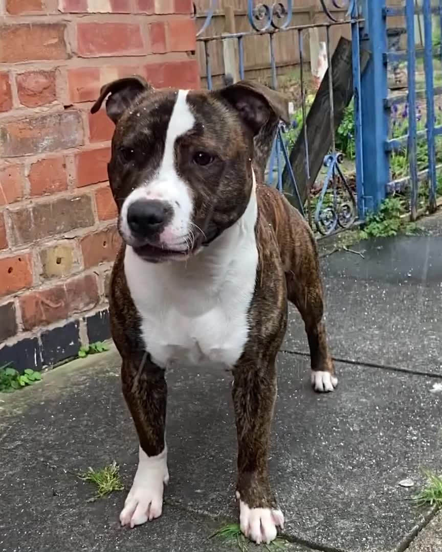 Staffordshire Bull Terrier dogs for stud: Legacy’s Spartan Available For Stud in Leicester - Video 1