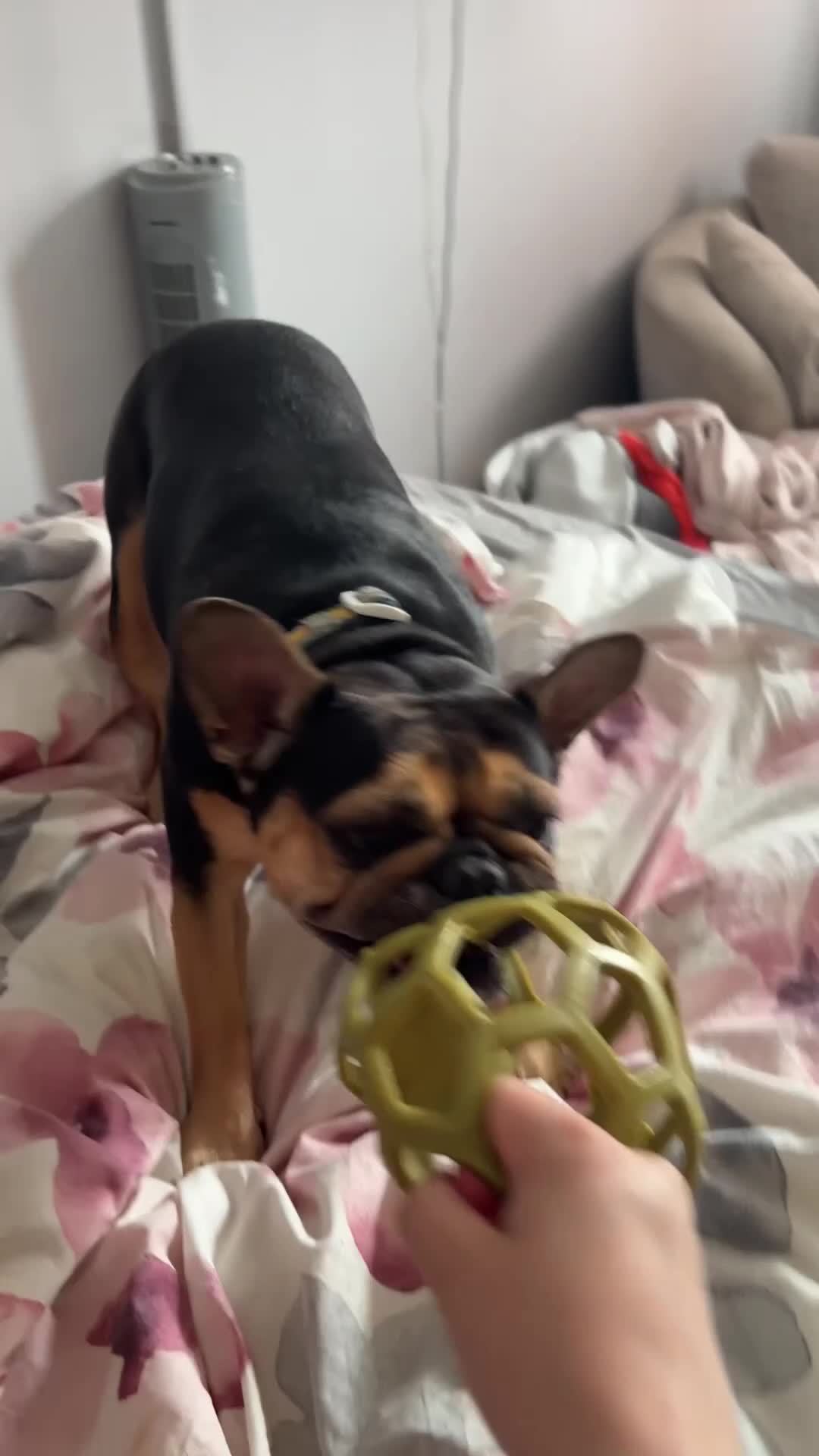 French Bulldog dogs for sale: 4 year old frenchie girl in need of a new home - Video 3