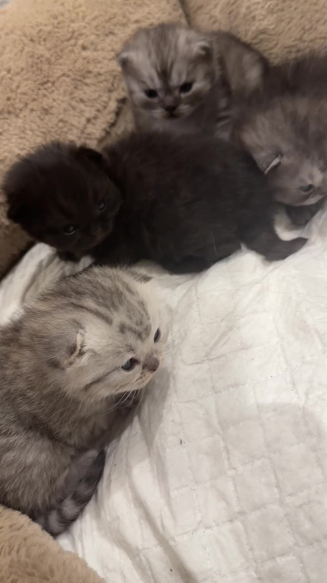 Persian cats for sale: PERSIAN KITTENS FOR SALE - Video 2