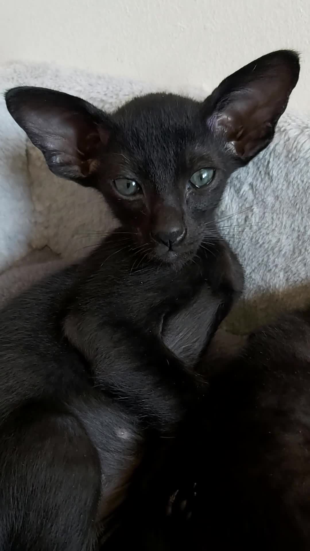 Oriental cats for sale: FULL Pedigree Oriental XL size ears GCCF - Video 3