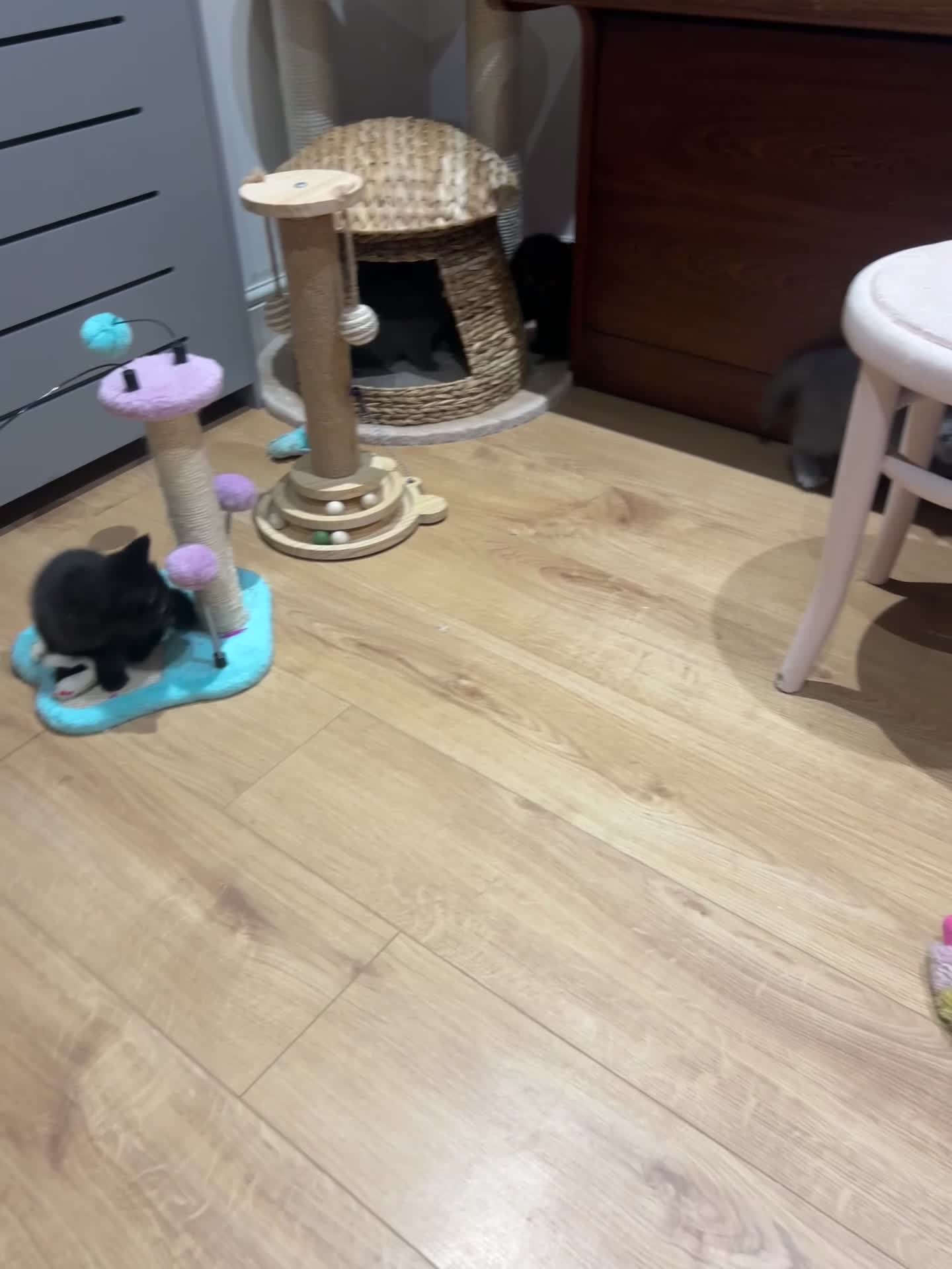 British Shorthair cats for sale: GCCF BSH show quality kittens  - Video 4