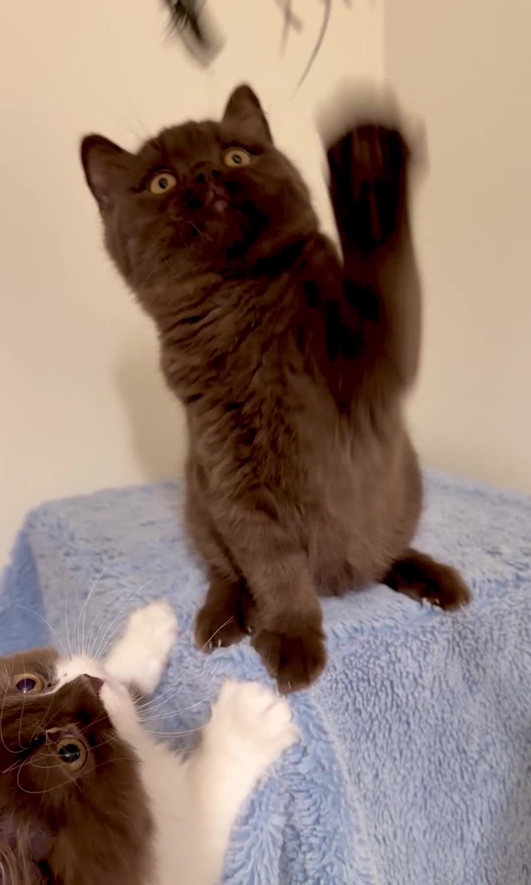 British Shorthair cats for sale: BSH chocolate boys TICA registration  - Video 3