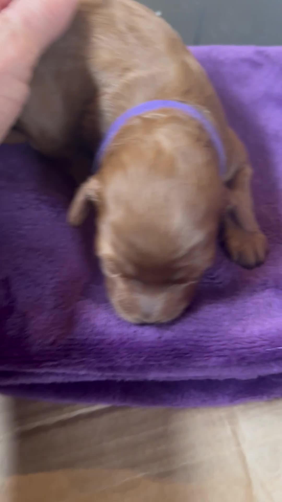 Lhasapoo dogs for sale: LHASAPOOPOO PUPPIES  - Video 1