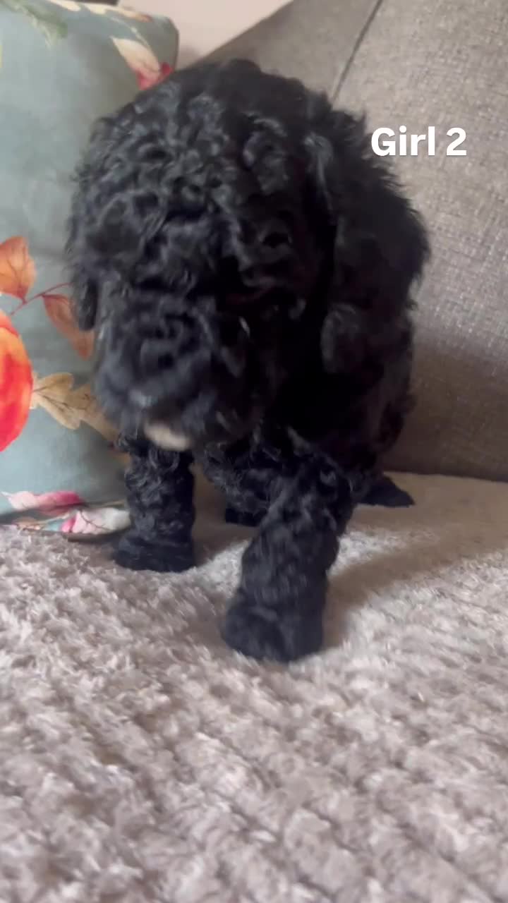 Cockapoo dogs for sale: F2 cockapoo puppies  - Video 3