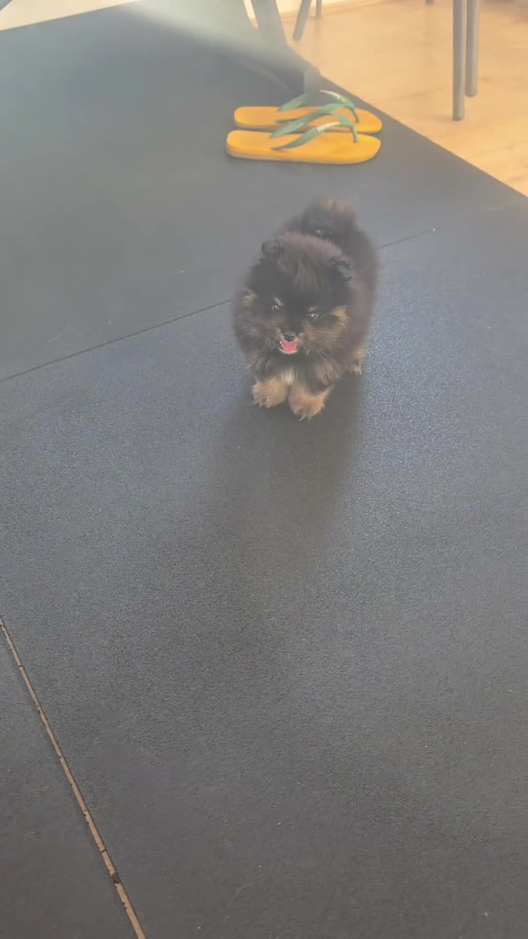 Pomeranian dogs for sale: Beautiful Black & Tan Teddy Bear Pomeranian Puppy  - Video 3